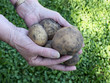 Foto: eigene ernte eigene ernte