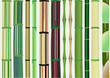 texture bamboo