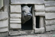hängebauchschwein