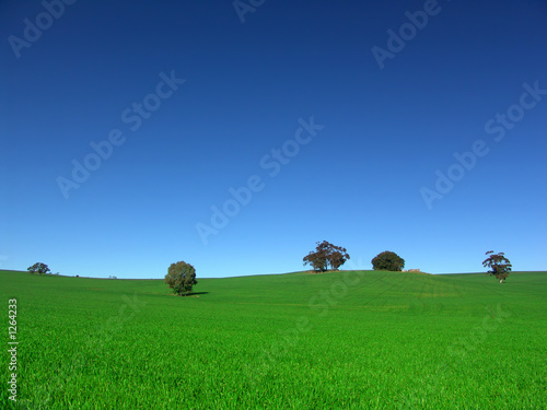 country field
