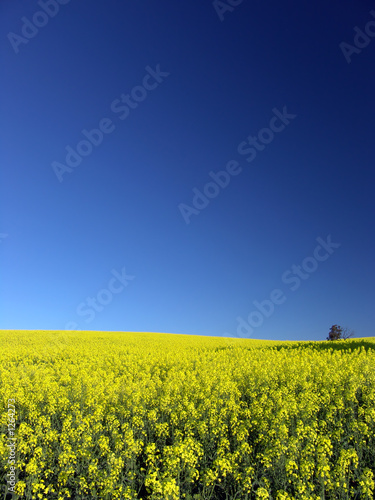 canola field