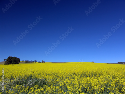 canola field
