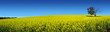 canola panoramic