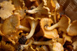 basket of chanterelles