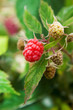 raspberry