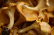 chanterelles