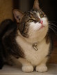 chat