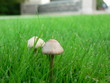 deux champignons dans l'herbe