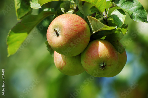 Photo: apples apples