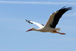 cigogne cigogne