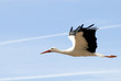 cigogne cigogne