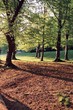trees