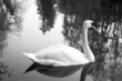 swan