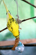 Foto: wellensittiche wellensittiche