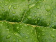 water drops