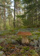 boletus