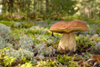boletus