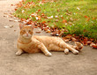 orange cat