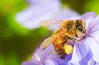 busy bee 02