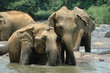 éléphants d'asie #2 éléphants d'asie #2