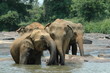 jeux d'éléphants d'asie #3 jeux d'éléphants d'asie #3