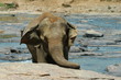 éléphants d'asie #3
