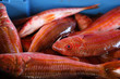pêche6