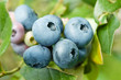 blueberry