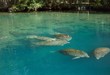 manatees