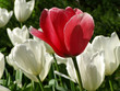 a red tulip