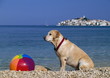 beach ball keeper