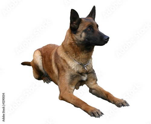 malinoise couchée