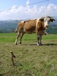 vache vache