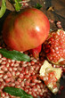 automne rouge automne rouge