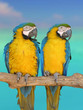deux perroquets deux perroquets