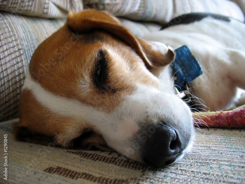 Photo: sleepy beagle sleepy beagle