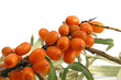 sea-buckthorn