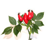 Foto: hagebutte hagebutte