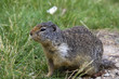 columbian ground squirrel
