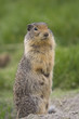 columbian ground squirrel upstanding
