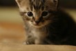little kitten