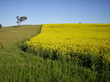 canola field