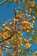 rich harvest
