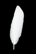 la plume blanche