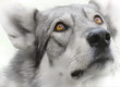 intense wolf