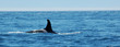 wild orca 2