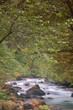 river in the forest