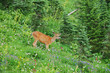 deer in a meadow