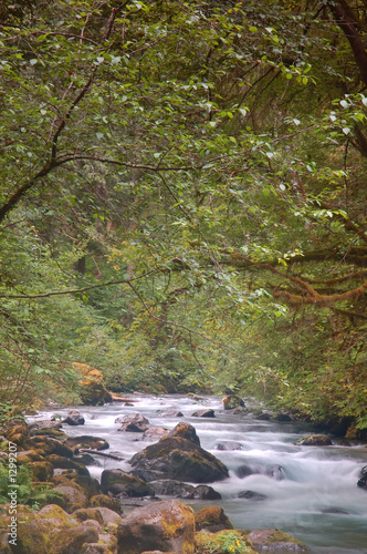 Photo: river in the forest river in the forest