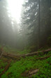 pacific northwest rainforest